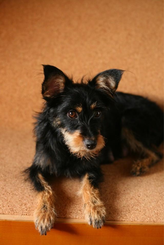 头条问答 - 泰迪幻影色怎么回事?(4个回答)