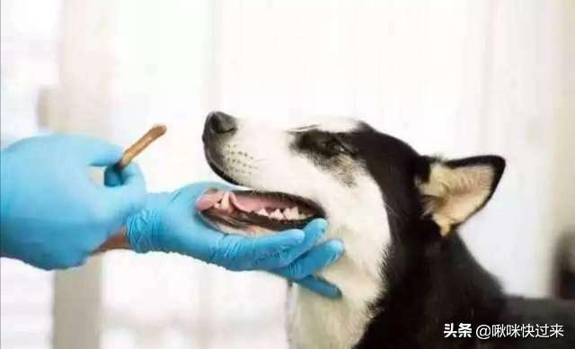 gougou不能用:给人驱蛔虫的肠虫清可以用来给小狗驱虫吗？