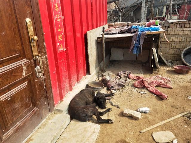 狗屋 出口:农村自建房、车库门外左右两边分别建鱼缸和狗屋适合吗？