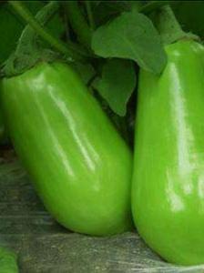 种植青茄子怎样让茄子发绿发亮？