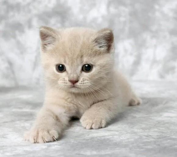 土猫:养一只灰色土猫（不是狸花猫）是一种什么样的体验？ 土猫图片