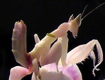 蝴蝶是益虫还是害虫:螳螂吃昆虫，是益虫，蝴蝶是害虫，那螳螂吃蝴蝶吗？