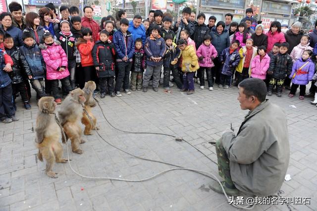 河南袖珍猴子专卖店:以前满大街耍猴的，现在怎么都看不到了，都去哪了？