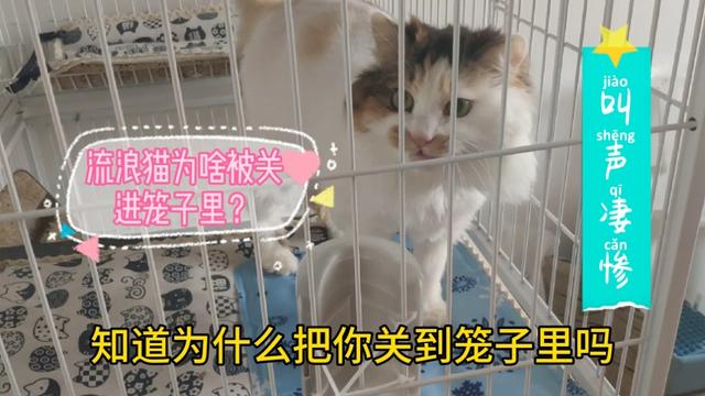 戴更基说不溜猫:养猫，容易掉毛，有什么更好的办法，清理猫毛吗？