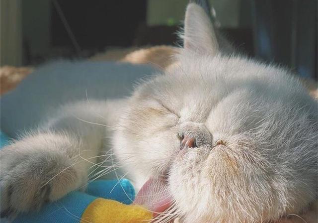 猫吃生蛋黄还是蛋清能吐毛 给猫咪吃什么可以吐毛球 李喜猫的回答 头条问答