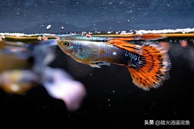 孔雀鱼怎么养出大尾巴:孔雀鱼怎么饲养，不用气泵可以养孔雀鱼吗？ 小孔雀鱼怎么养