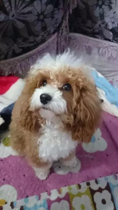 头条问答 - 泰迪幻影色怎么回事?(4个回答)