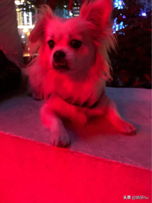 为什么狗狗大便前要转圈:狗狗转来转去想排便，但是却一直拉不出来该怎么办？