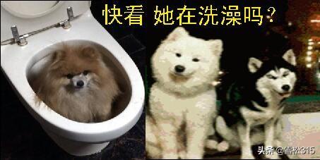 kennelgee是宠物衣服:狗狗有哪些沙雕搞笑照片？