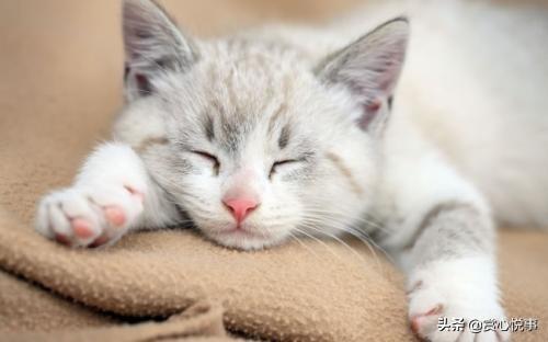 猫皮毛:如何让猫咪的毛长得更好更亮更光滑？