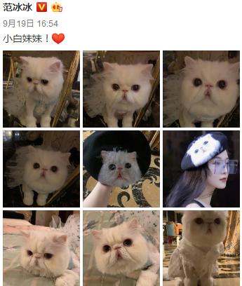萌猫红小胖万多福开心果幕后花絮:范冰冰恢复晒猫，李晨也曾晒这只猫，你怎么看？