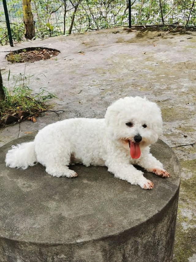 狗狗全家福:晒晒你家的狗子照片或者猫咪照片怎么样，让大家看看可爱不？ 狗狗全家福简笔画