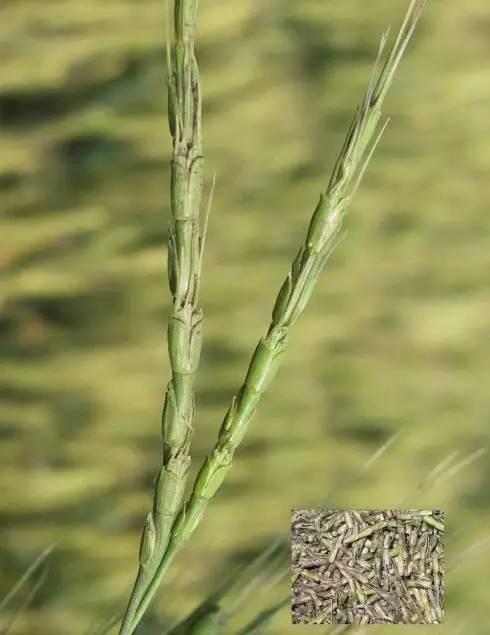 氟唑磺隆治多花黑麦草吗:小麦除草剂年后什么时候打好？什么药比较安全效果好？