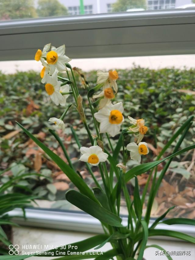 水仙开花后怎么处理 淡竹闻风的回答 头条问答