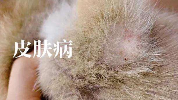 柴犬:大家喜欢柴犬吗？新手养需要注意什么？