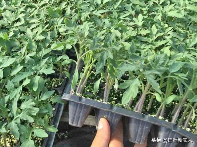 观赏植物露地栽培:西红柿行情不错，露地种植有哪些栽培要点吗？什么时候适合？