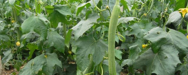 头条问答 - 水瓜苗开花叶变黄叶怎办?(16个回答)