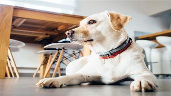 杜皮狗里狼:狗真的是由人类祖先从狼驯化而来的吗？有哪些依据？