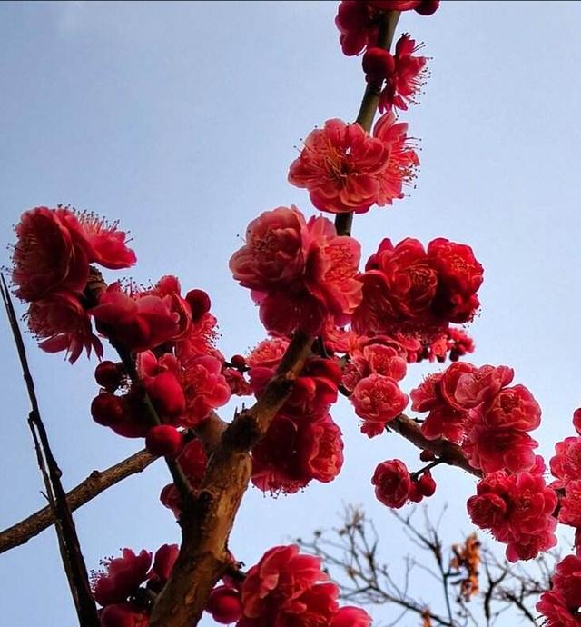梅兰竹菊都代表了哪些精神寄托？