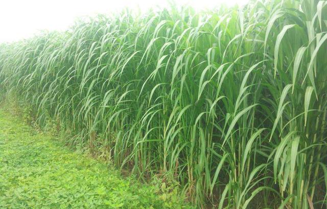豆科牧草:豆科牧草有哪几种 什么牧草种一次能一年四季收割？