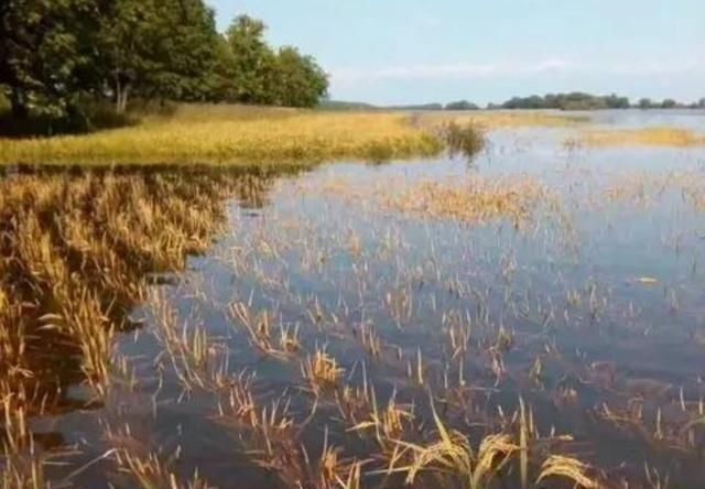 长江漂浮的垃圾都去哪了，湖北的中稻秧苗全淹死了，现在怎么办？