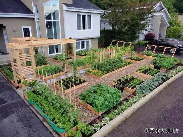 农村院子有空地种哪些菜好？