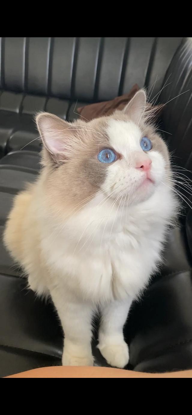 第一次养猫,想养一只英短银渐层,有什么建议吗？