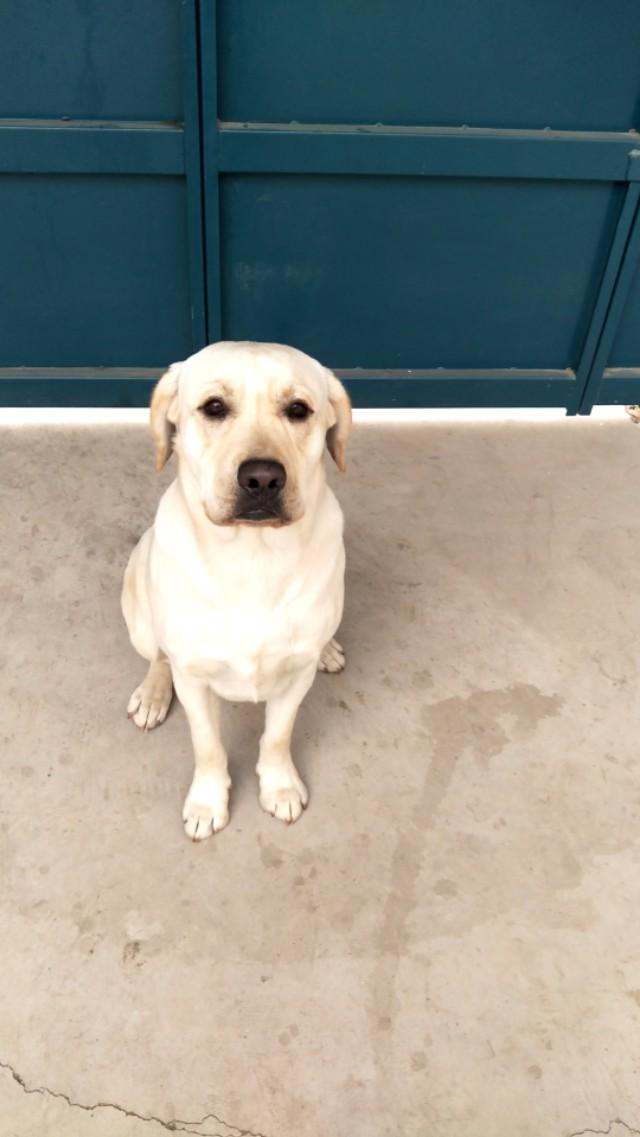 幼犬狗粮怎么泡:狗狗多大吃狗粮才不用泡水？ 比熊幼犬狗粮怎么泡