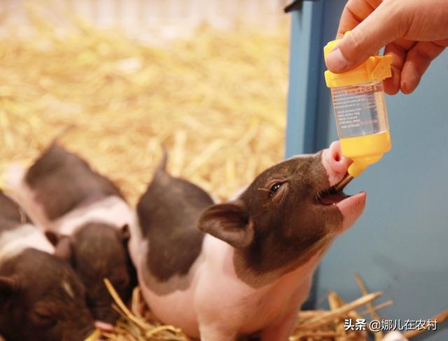 宠物猪微型猪是转基因吗:我有一头宠物猪，不想养了，可以自己杀了吃肉吗？