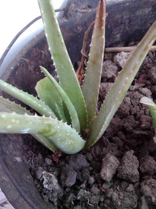 芦荟涂脸的正确方法是什么？