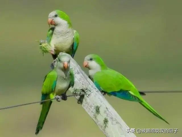 青绿顶亚马逊鹦鹉声音:一般和尚鹦鹉多大能开口说话？
