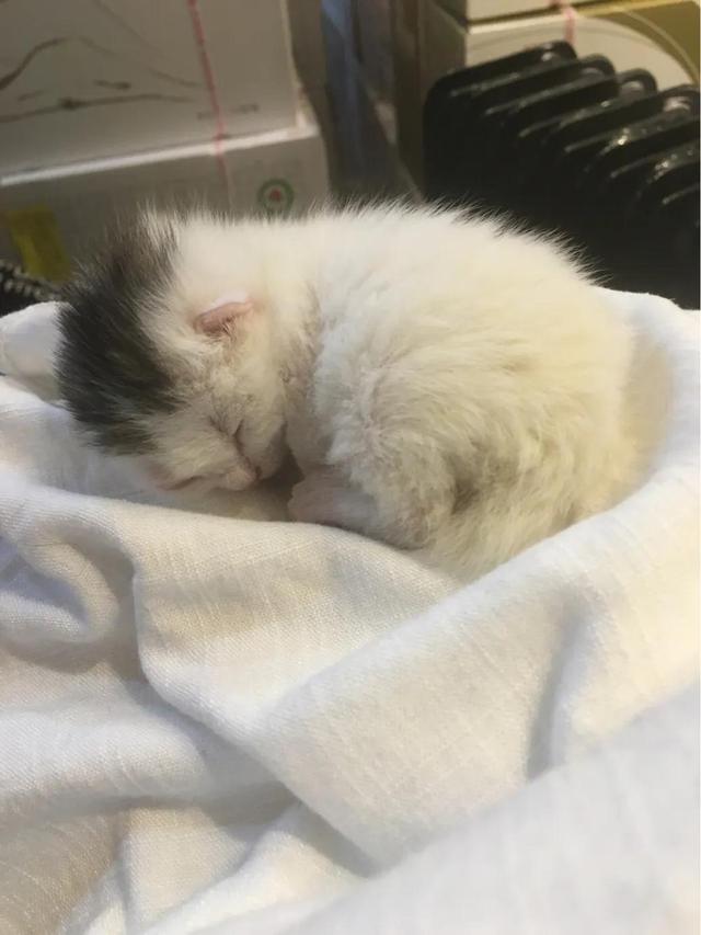 水煮活猫的新闻视频:把一只刚出生的小奶猫一直养大是什么感觉？