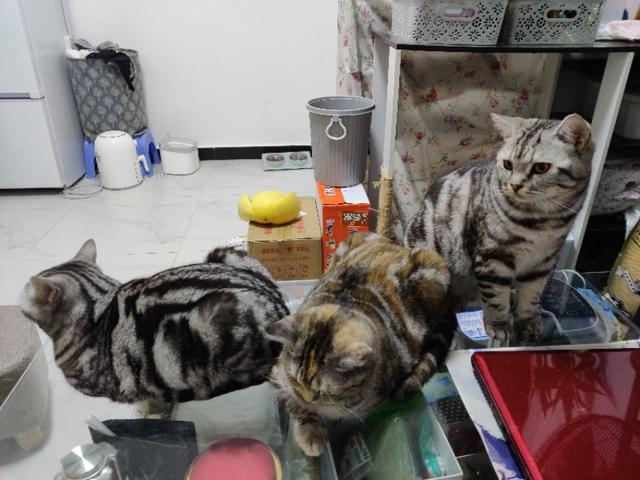 褴褛猫对动物友善程度:《西游记》里面各种动物都能成精，为什么猫却没有成精？