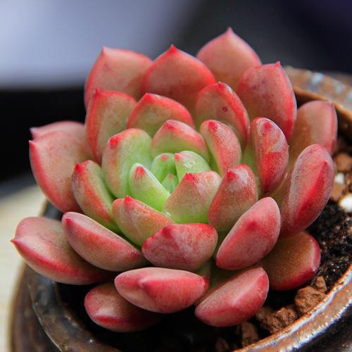 番杏科肉锥花属多肉植物:多肉多少温度停止施水肥比较好？