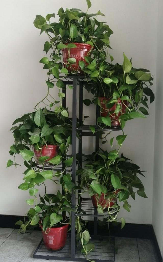 洒金桃叶珊瑚用途:花架可行吗，做室内花卉组合？
