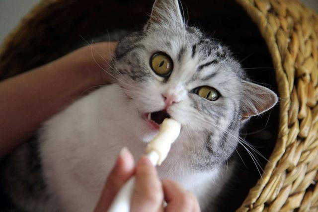 赛维洛犬菌清哪里有卖:为什么有的小奶猫会容易得猫癣、奶癣？