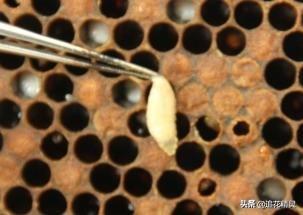 wow害虫控制噬鱼蛇:为什么种的菜容易被虫咬？一定要撒农药吗？