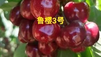 敏瑞德:鲁樱3号，瑞德，齐早，波尔娜，这几个樱桃品种哪个好？