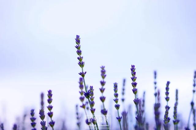 蓝花鼠尾草的繁殖方法:蓝花鼠尾草和薰衣草怎么分辨它们？