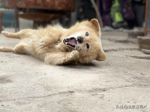 草狗:中华田园犬为什么在没有训过的前提下，知道看家？