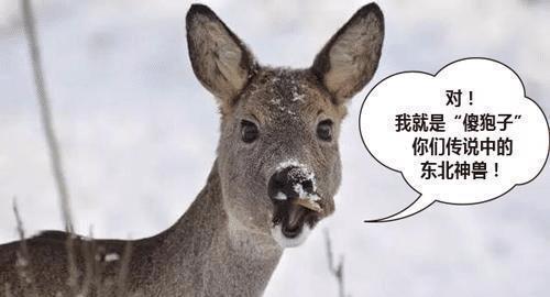 巨型翻车鱼:你觉得什么动物一眼看过去就感觉它的智商不太高？为何？