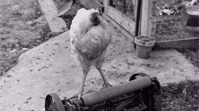 世界上最后一只凤凰图片真实，国外一只公鸡被斩掉头部后仍活了18个月，这到底是为什么