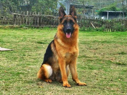 德牧犬能家养吗:为什么说德国牧羊犬最适合家养？