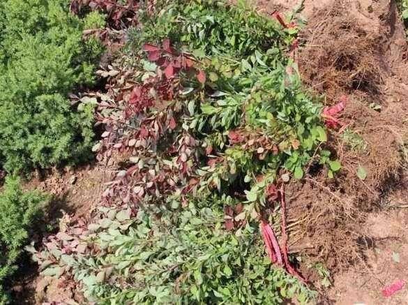 别墅庭院最佳树木,农村别墅院子中绿化带种些什么植物好？