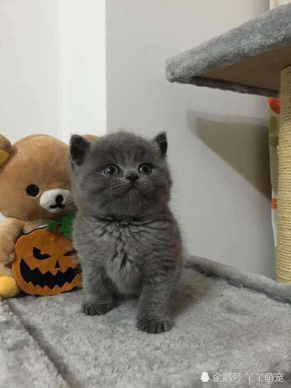 想养只猫,稍微可爱点的,哪个品种好点？
