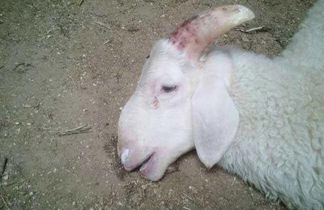 羊得了五号病该怎么治疗