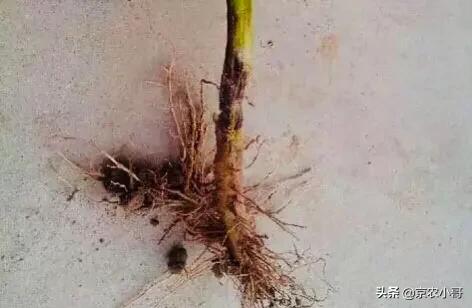 四季海棠茎腐病怎么治:黄瓜种植后长到7一8个叶子有了根腐病怎么治好？