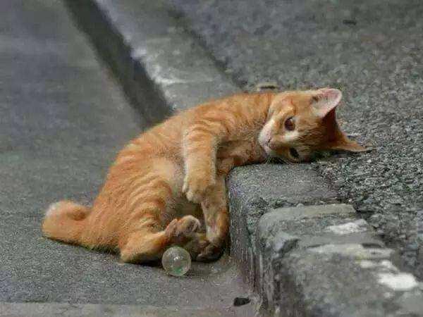 野猫的城市:发现一只流浪猫，但没有条件领养，该怎么办？