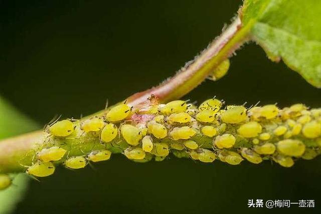 除虫菊酯:植物花卉常见的害虫有哪些？该怎么防治？