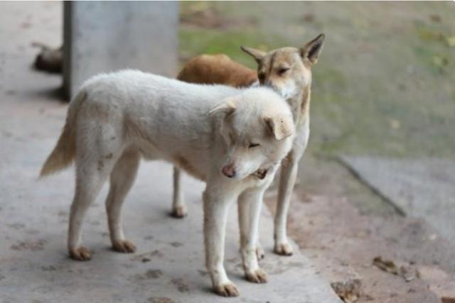 中华田园犬图片:中华田园犬到底有多忠诚？